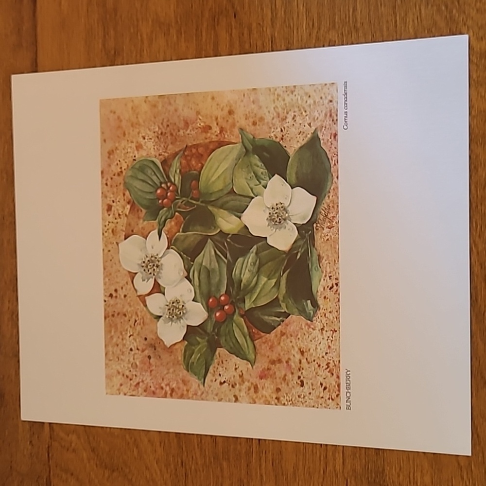 VIVIAN THIERFELDER VINTAGE FLORAL ART PRINTS, Unframed - Picture 2 of 16